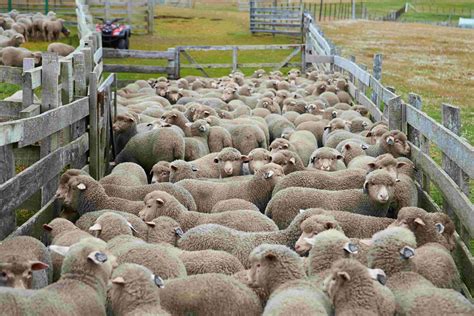 Sheep farming. Things To Know About Sheep farming. 